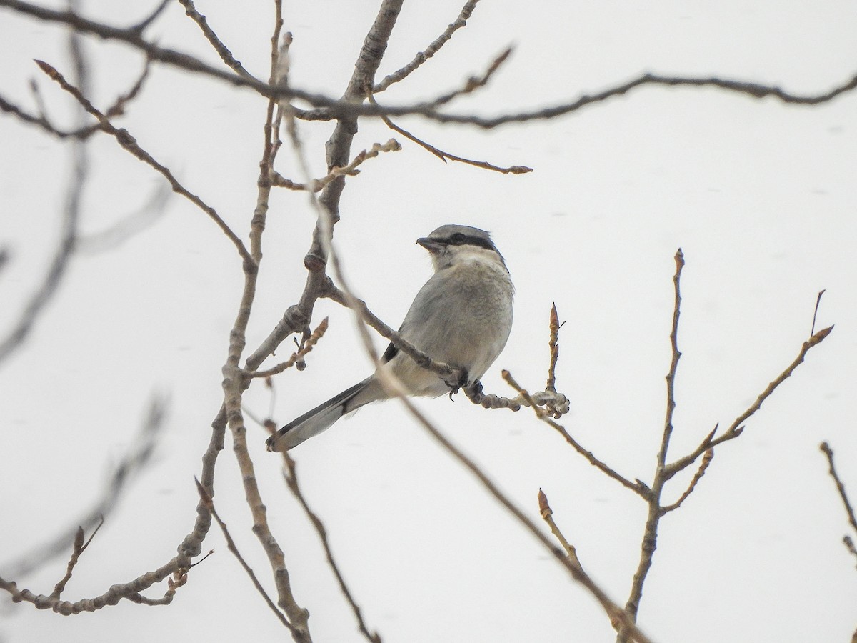 חנקן צפוני - ML646591094