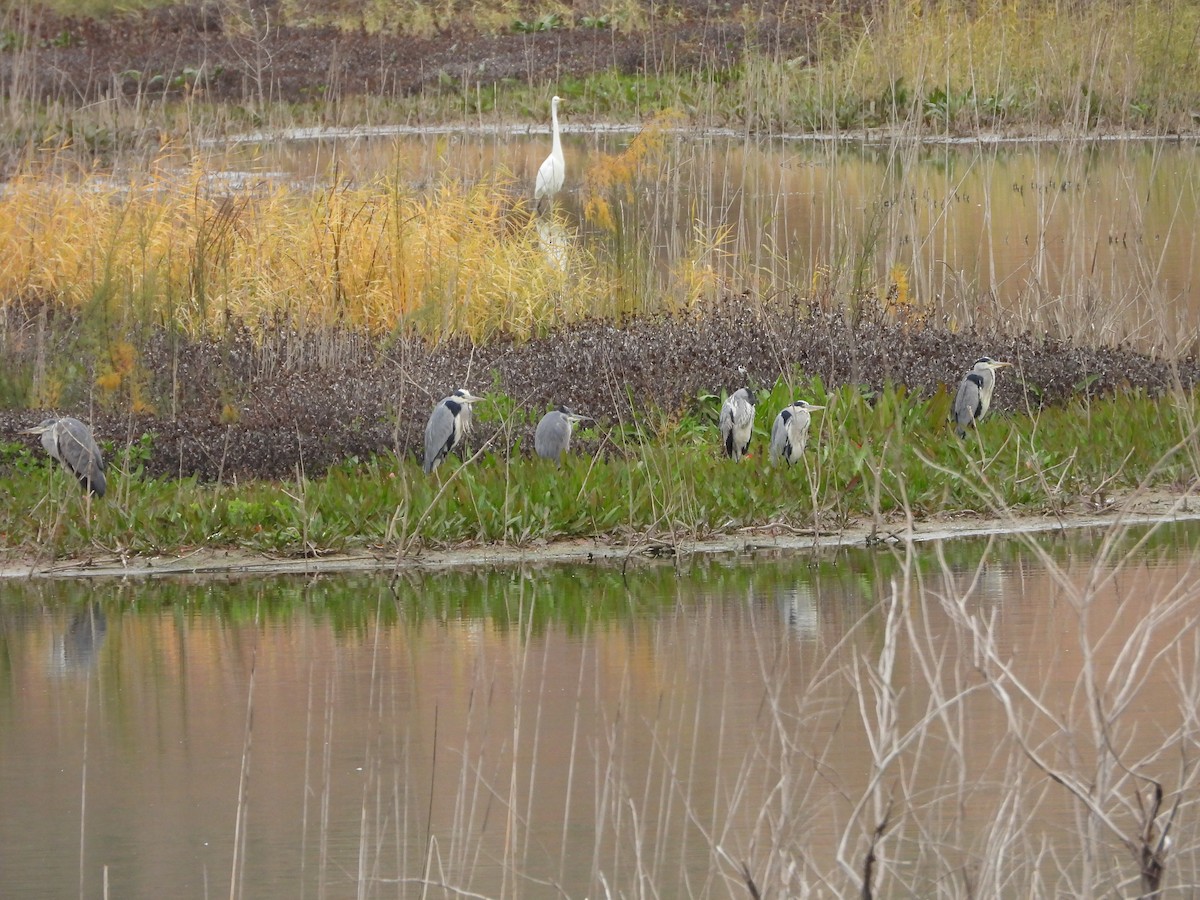 אנפה אפורה - ML646591095