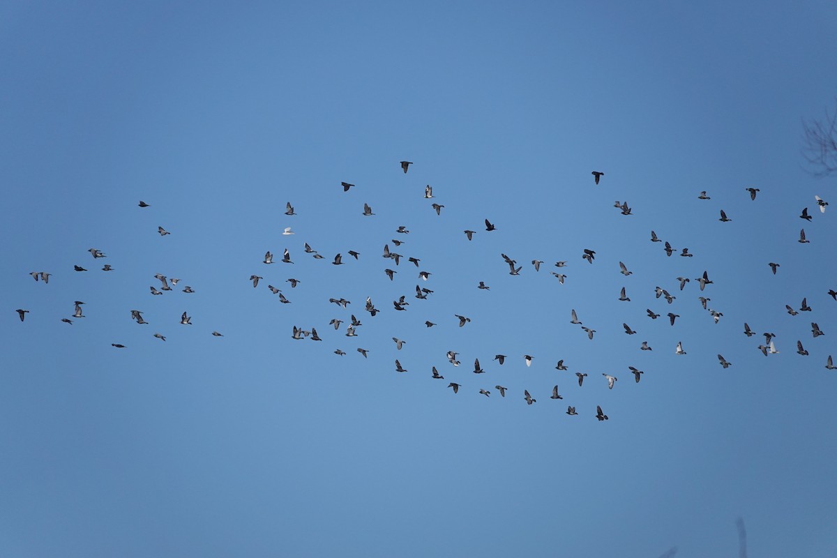 יונת בית - ML646591099