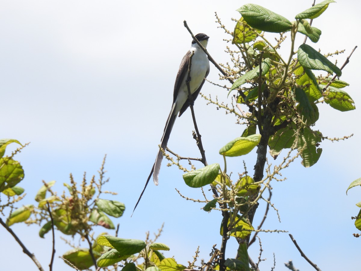 Fork-tailed Flycatcher (savana) - ML646591102