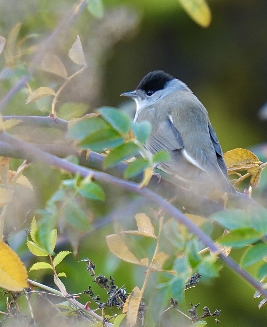 סבכי שחור-כיפה - ML646591104