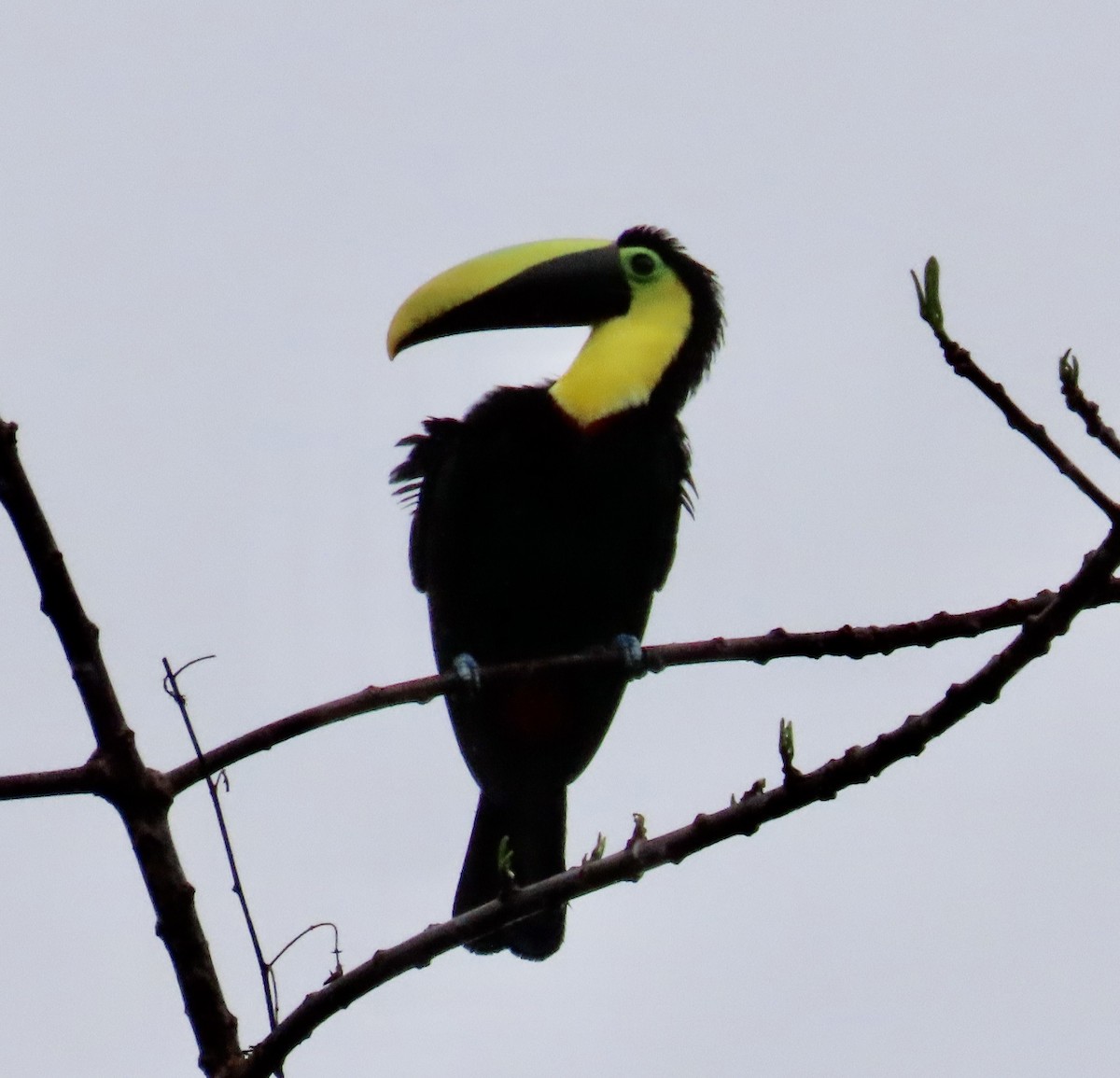 Choco Toucan - ML646591107