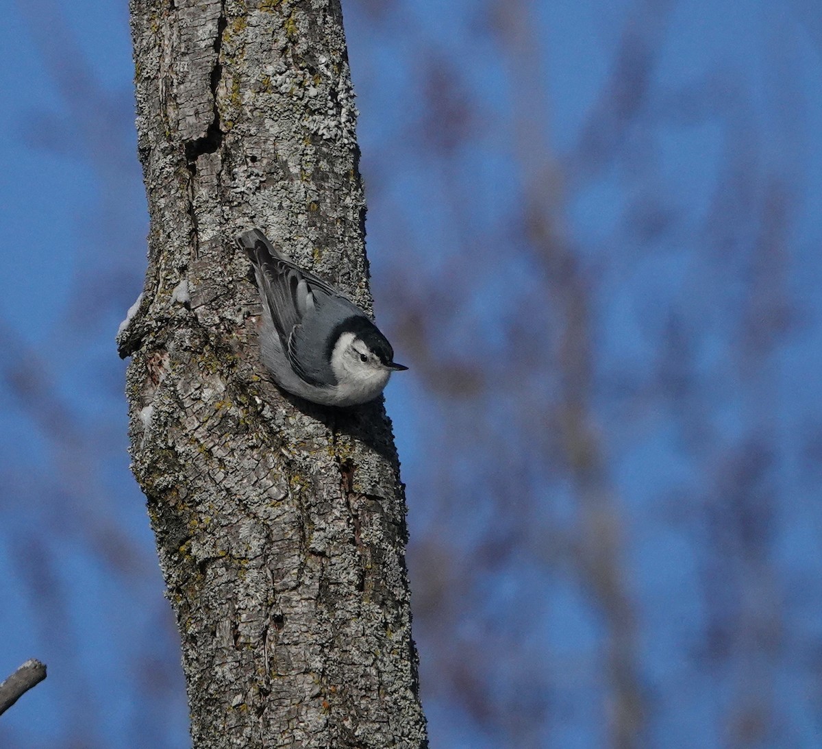 White-breasted Nuthatch - ML646591108