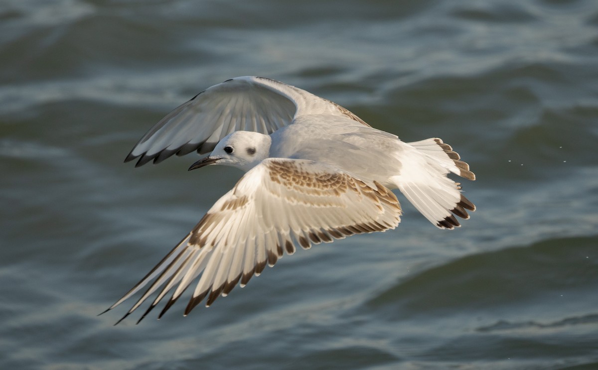 שחף אמריקני - ML646591109