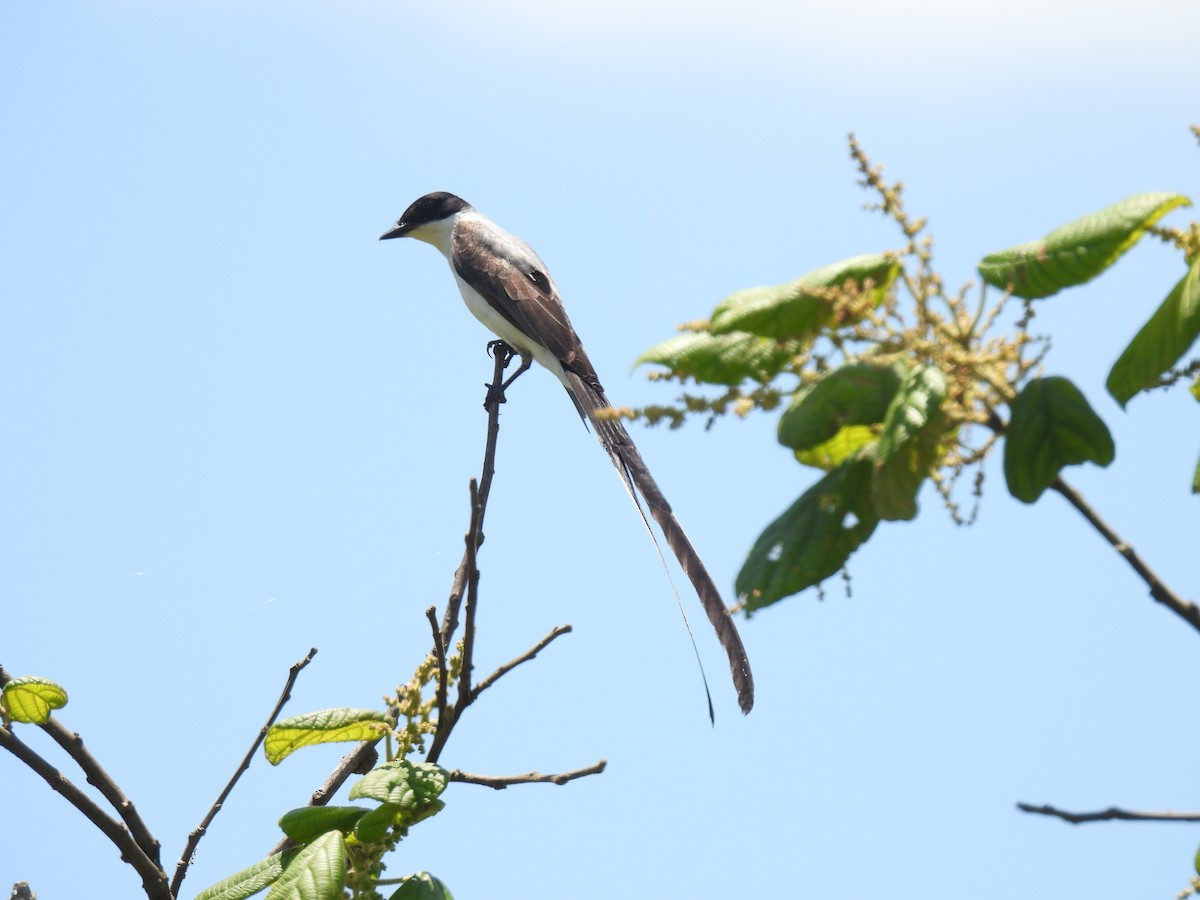 Fork-tailed Flycatcher (savana) - ML646591111
