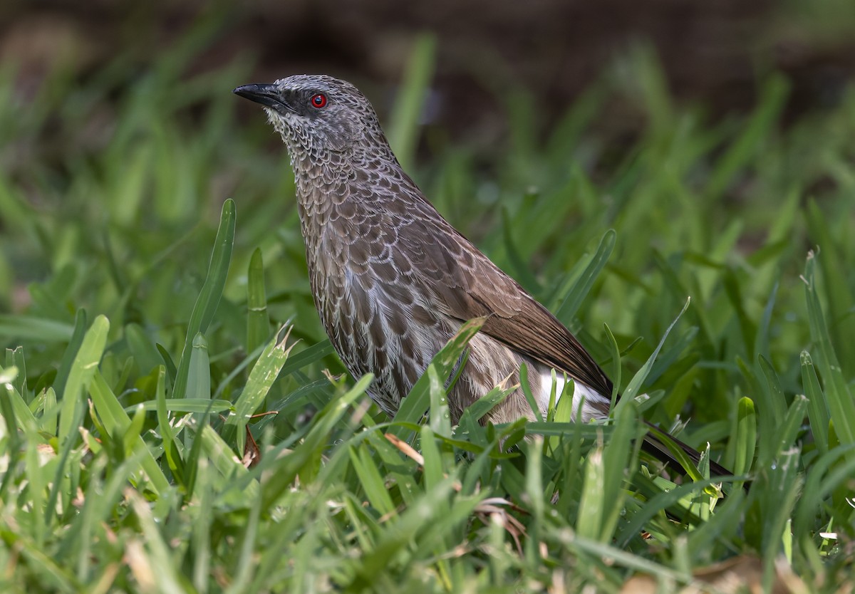 Hartlaub's Babbler - ML646591112