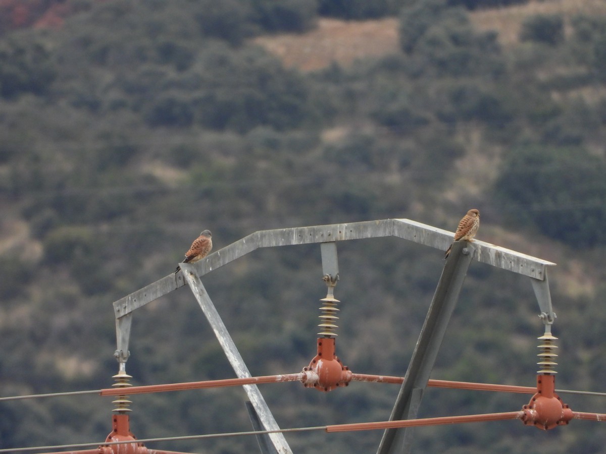 Eurasian Kestrel - ML646591120
