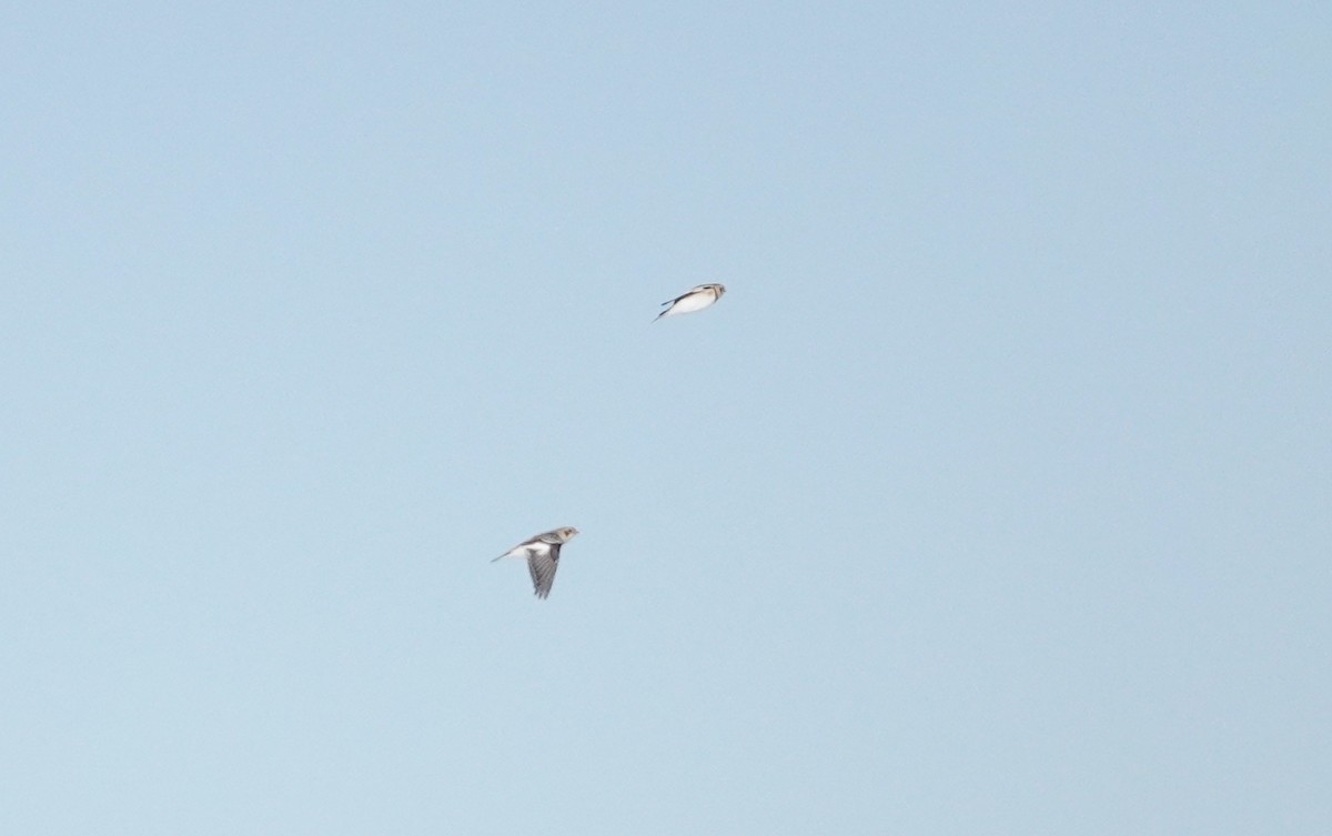 Snow Bunting - ML646591125