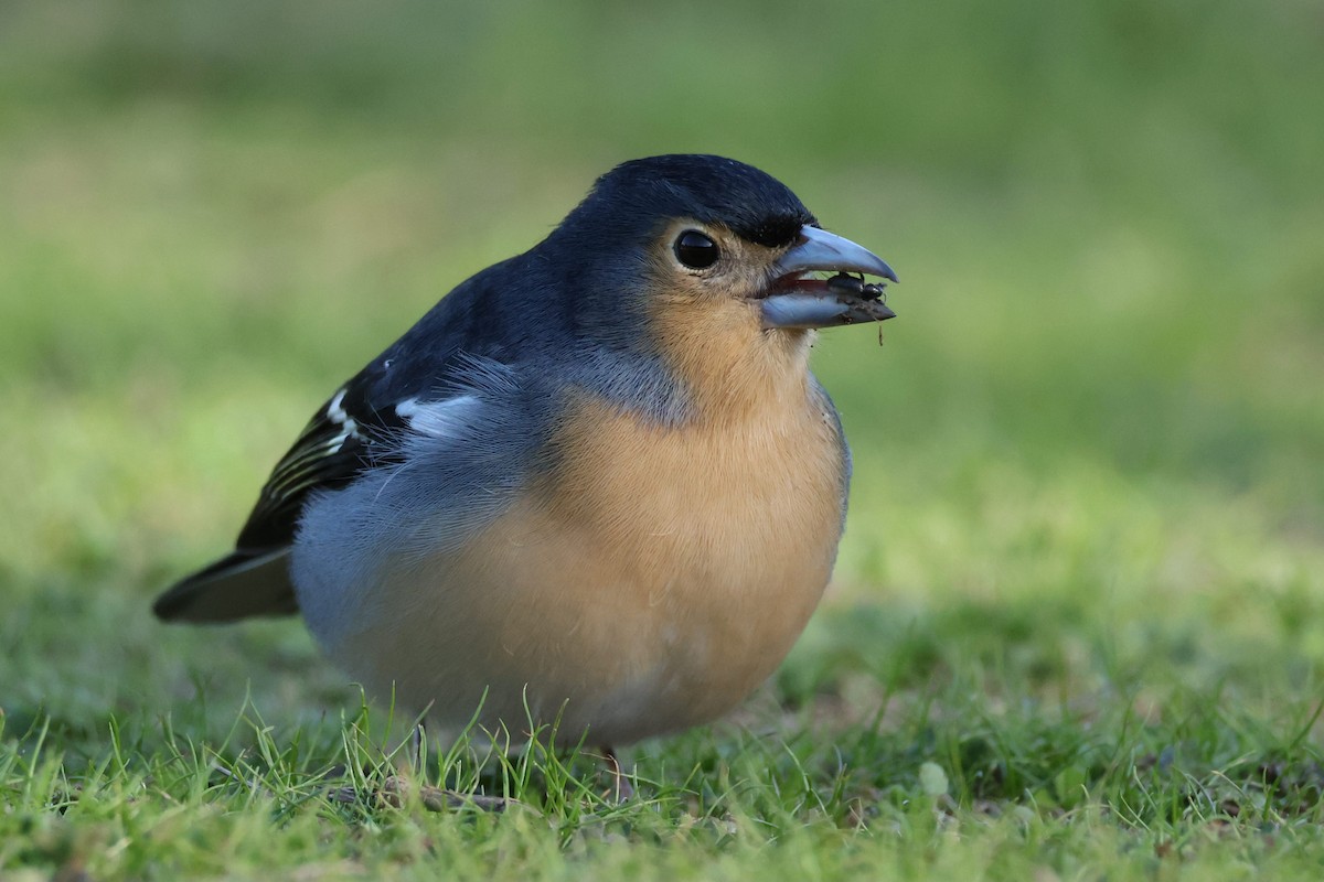 カナリアズアオアトリ - ML646591126