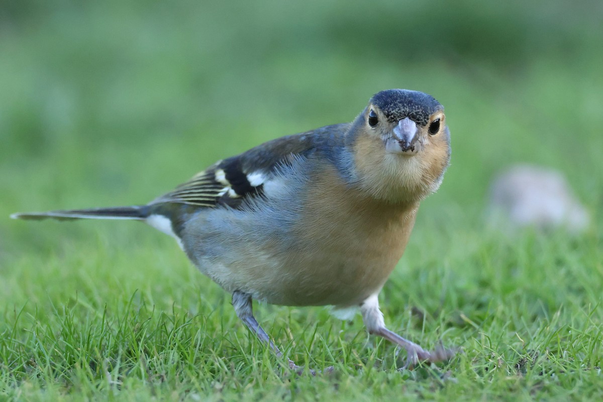 カナリアズアオアトリ - ML646591127