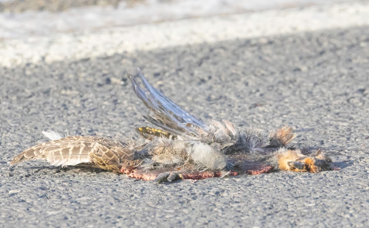 koroptev polní - ML646591132