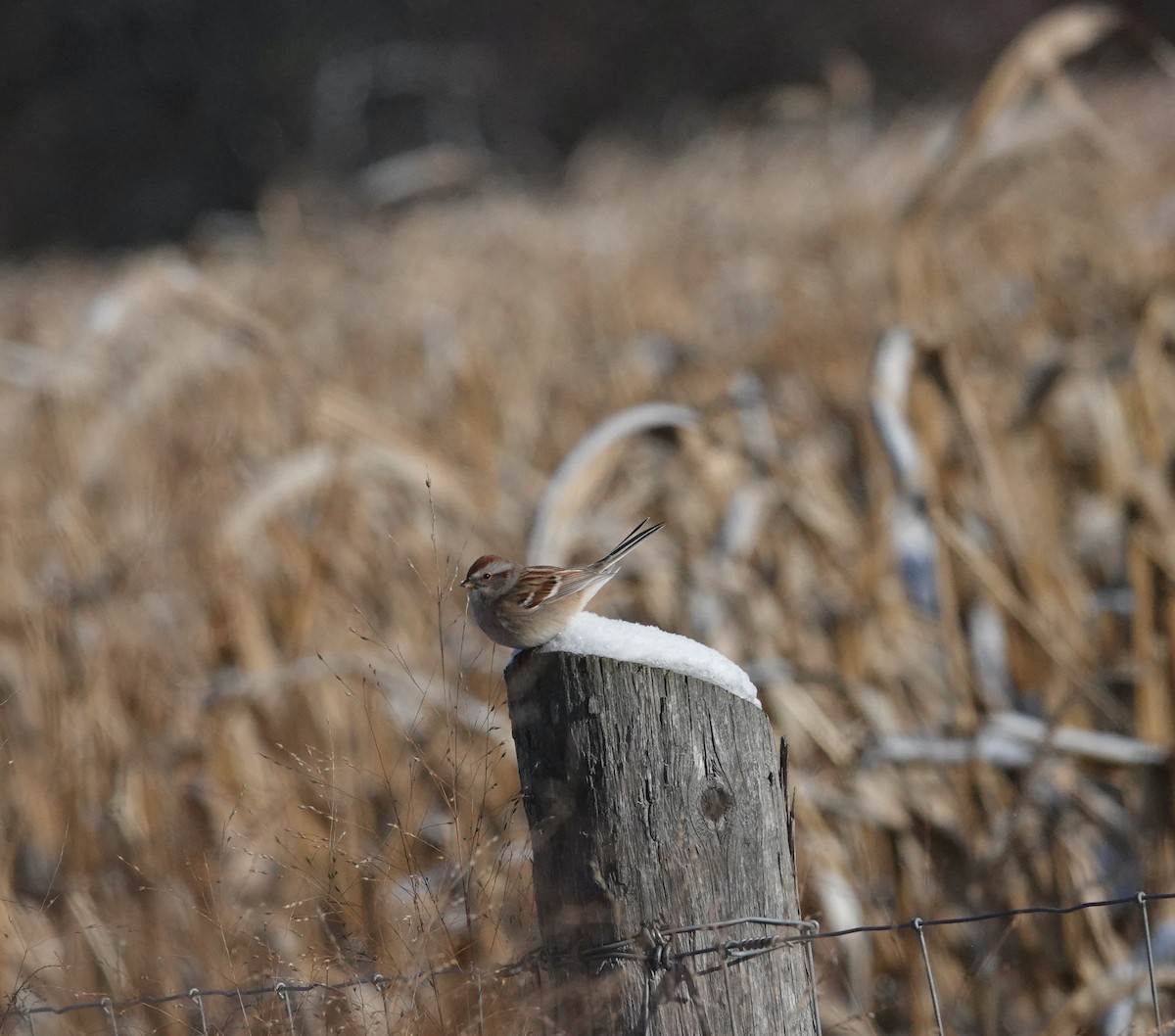 American Tree Sparrow - ML646591133