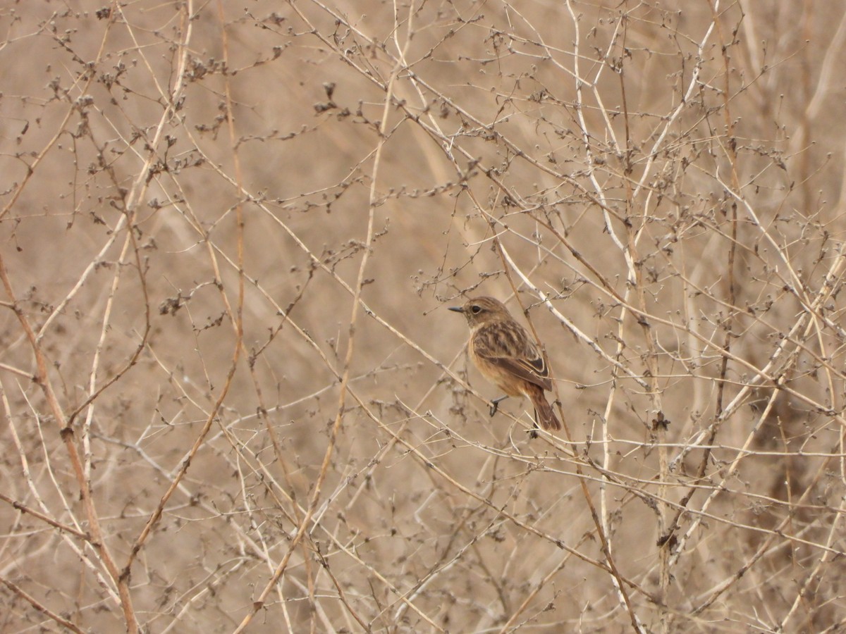 European Stonechat - ML646591136