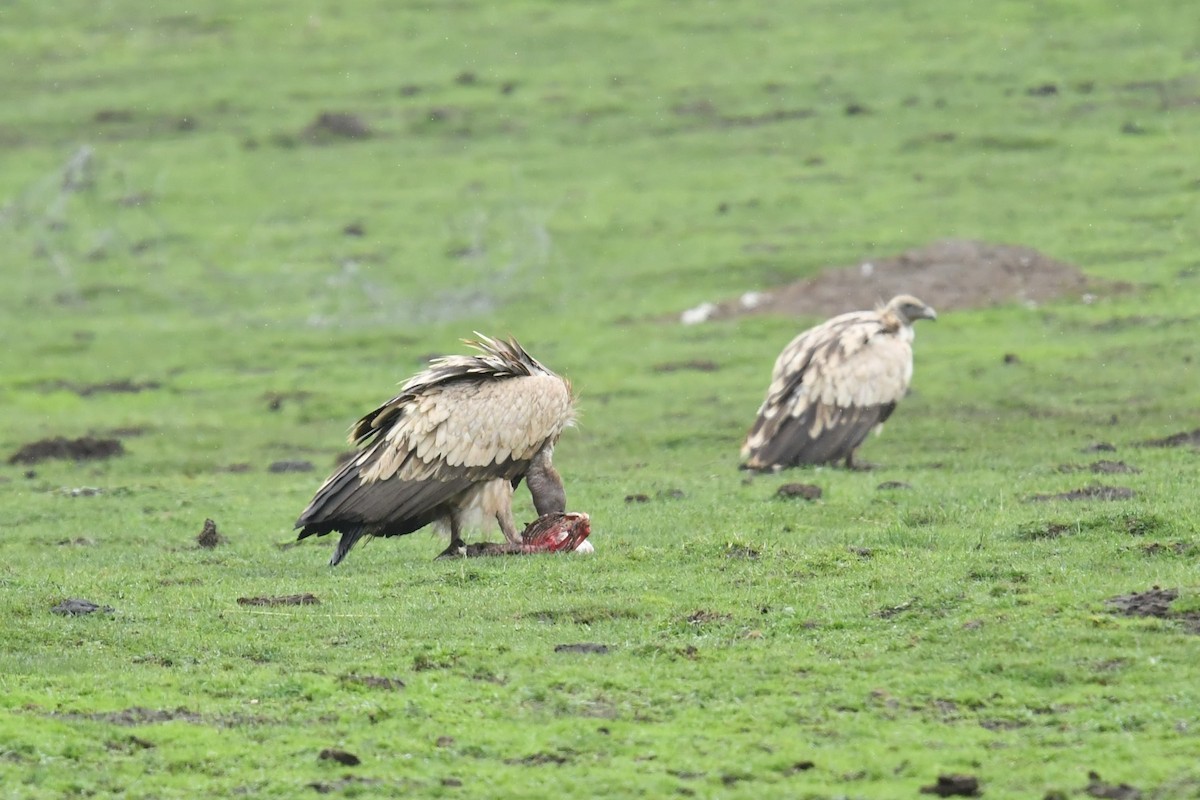 Vautour de l'Himalaya - ML646591137