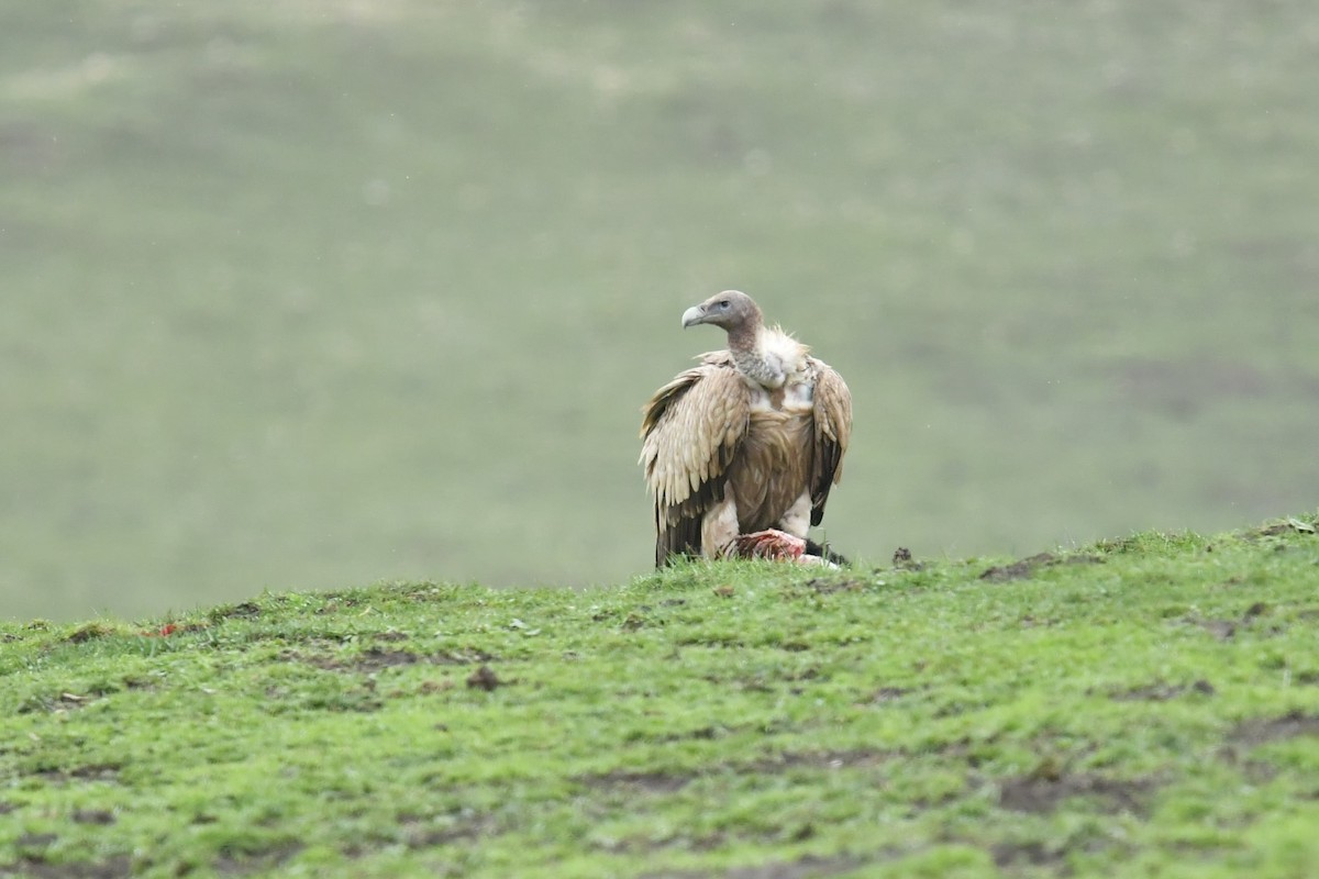 Vautour de l'Himalaya - ML646591138