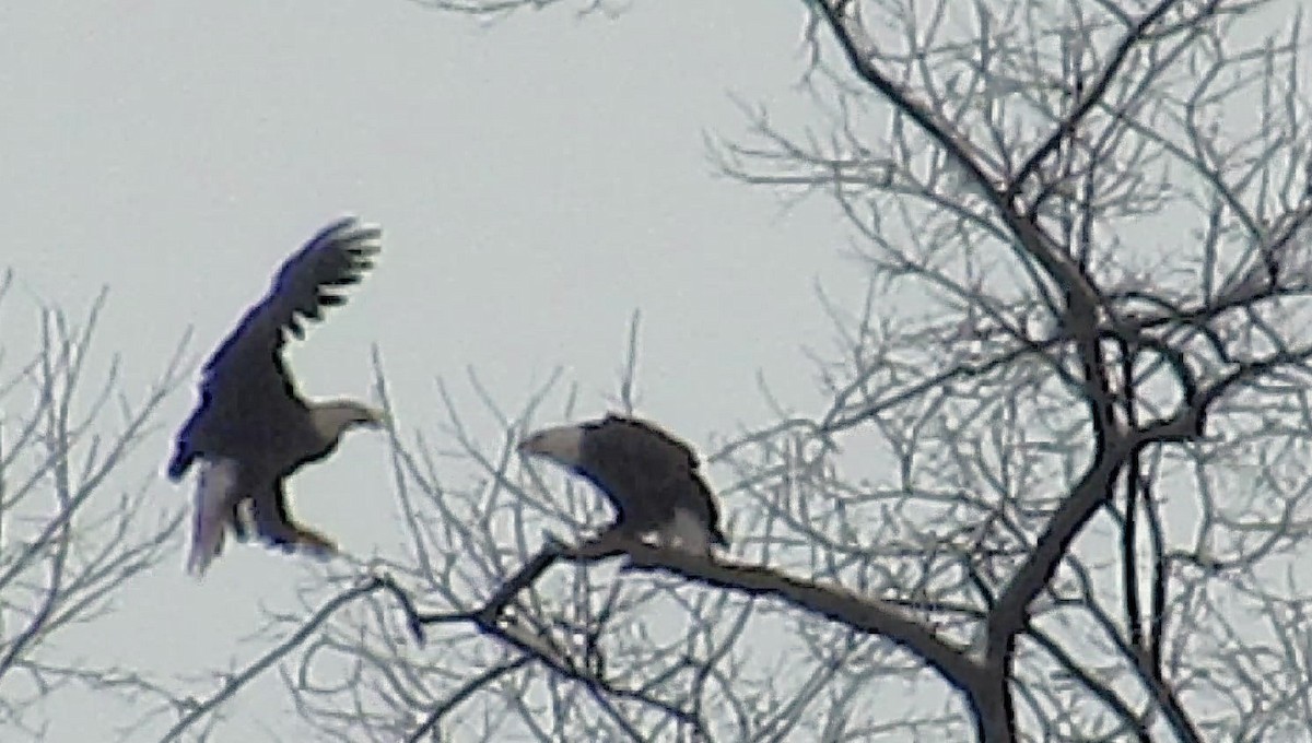 Bald Eagle - ML646591139