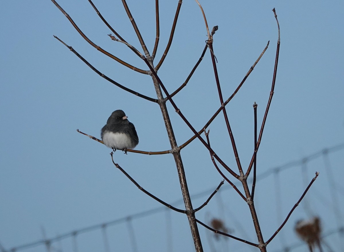 Dark-eyed Junco - ML646591141