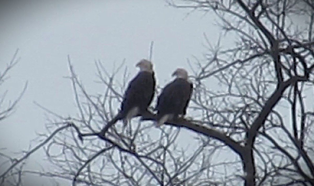 Bald Eagle - ML646591144
