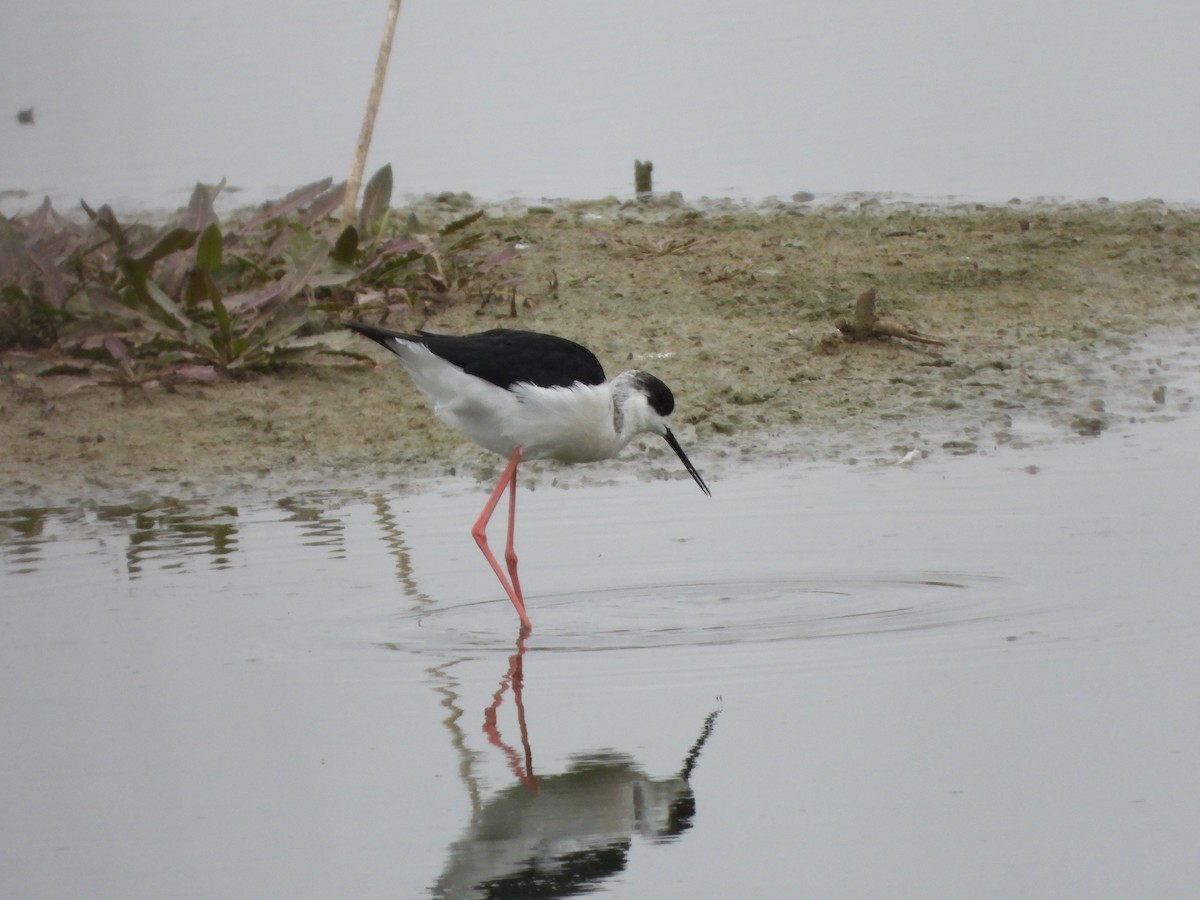 Zankaluze eurasiarra - ML646591149