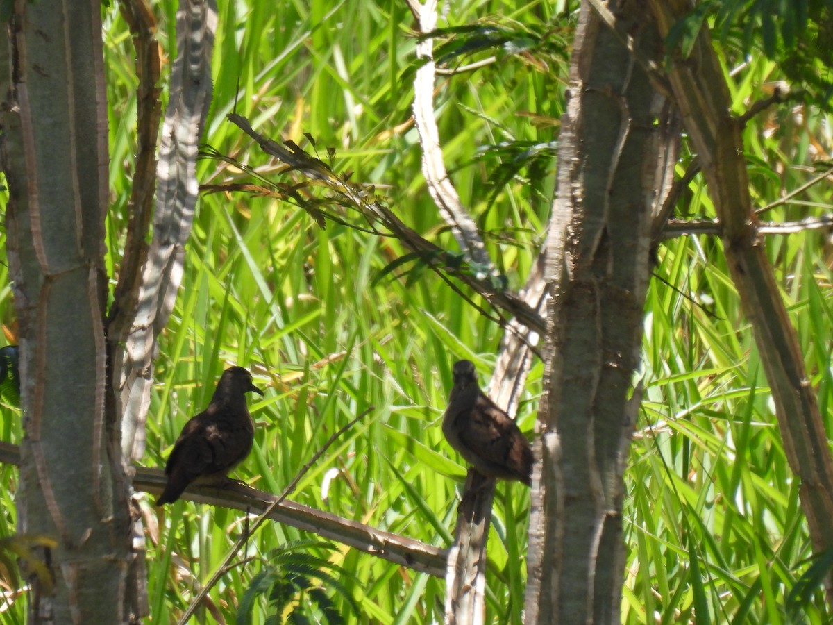 Ruddy Ground Dove - ML646591150