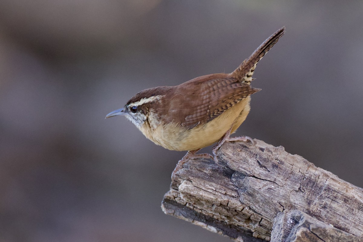 Carolina Wren - ML646591157