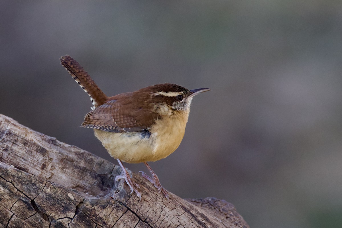 Carolina Wren - ML646591158