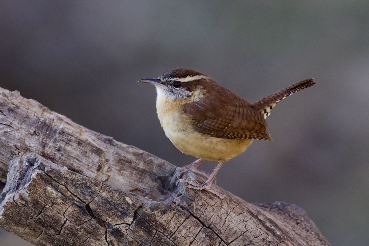 Carolina Wren - ML646591159