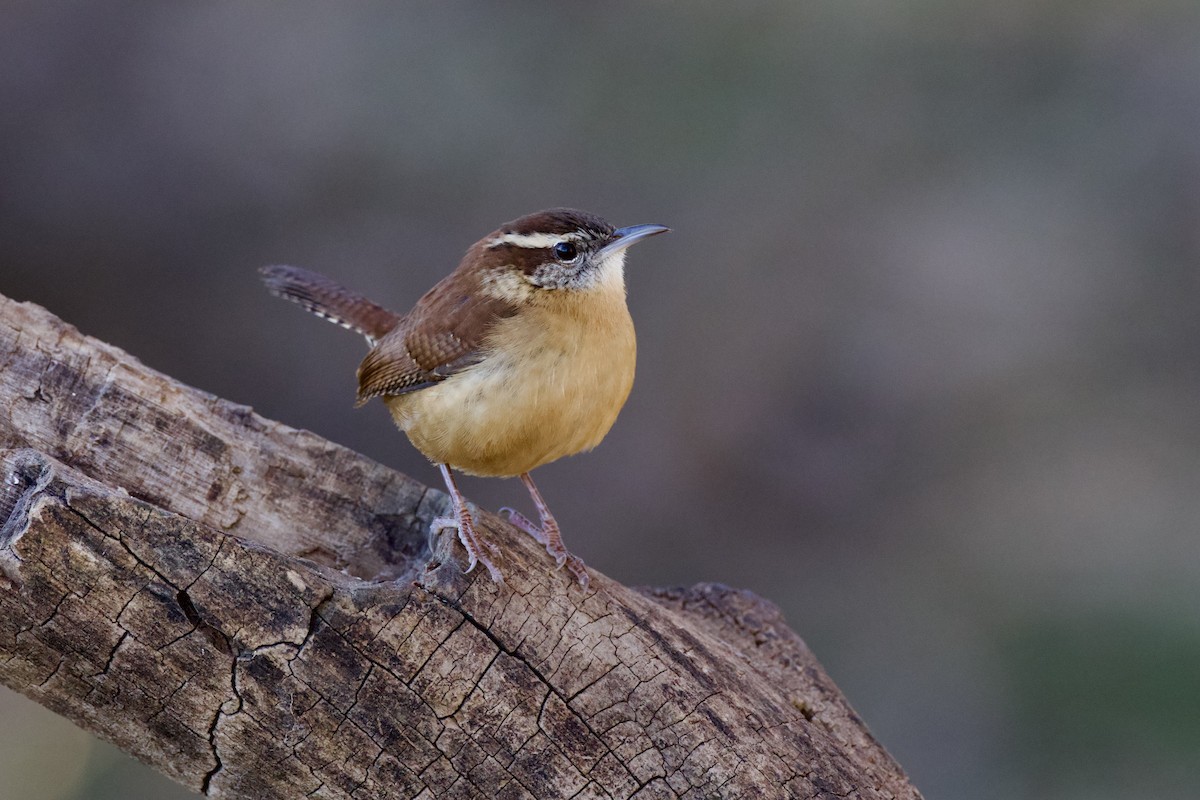 Carolina Wren - ML646591160