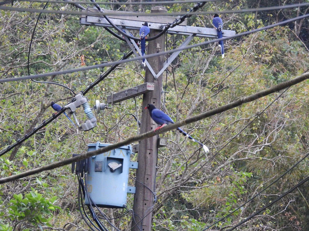 Taiwan Blue-Magpie - ML646591162
