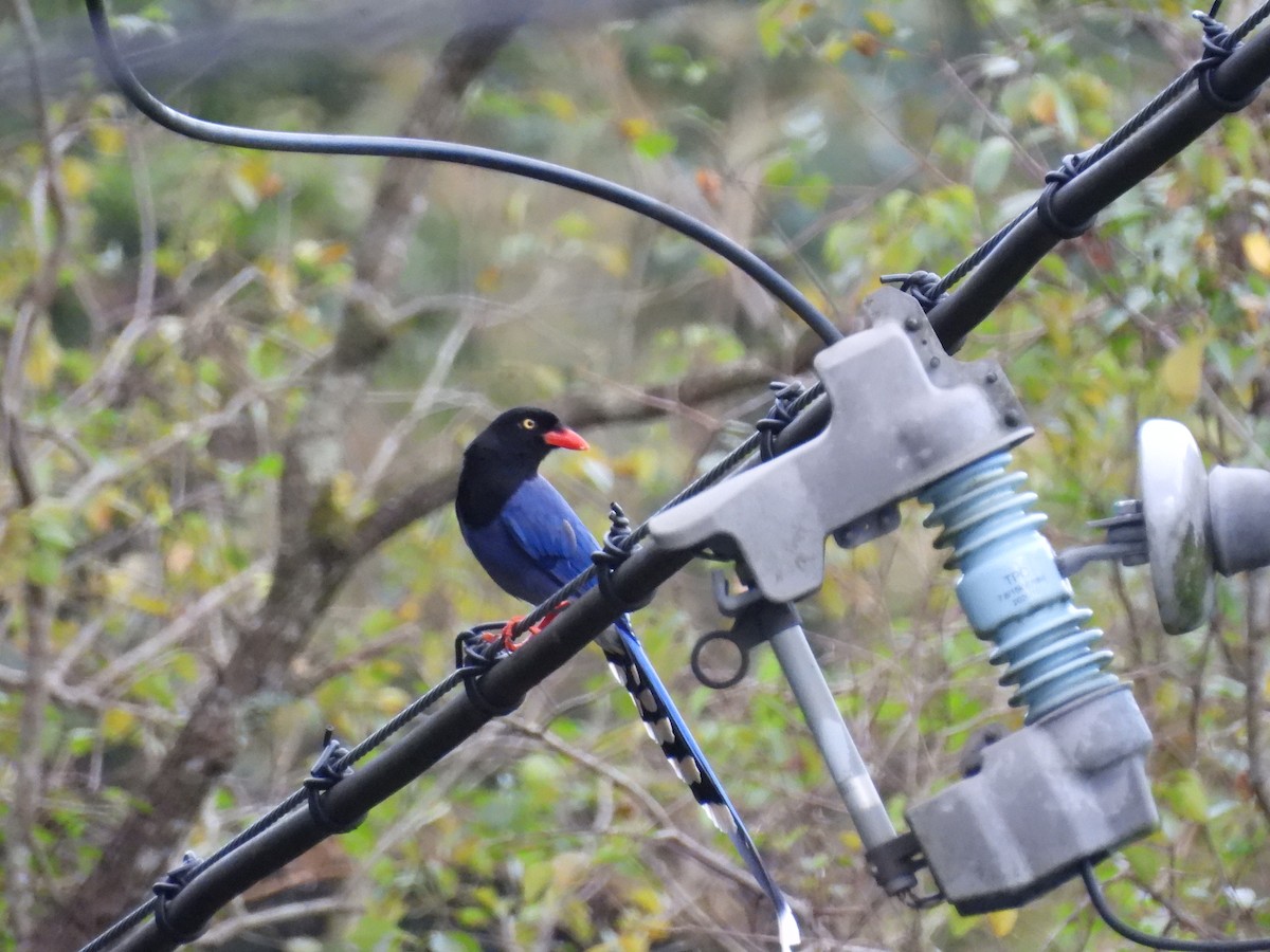 Taiwan Blue-Magpie - ML646591164