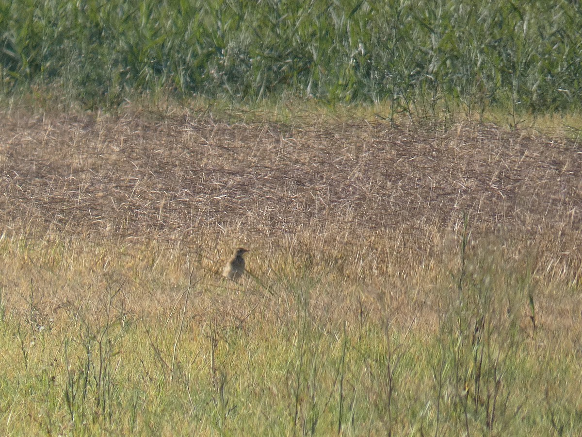 Richard's Pipit - ML646591166