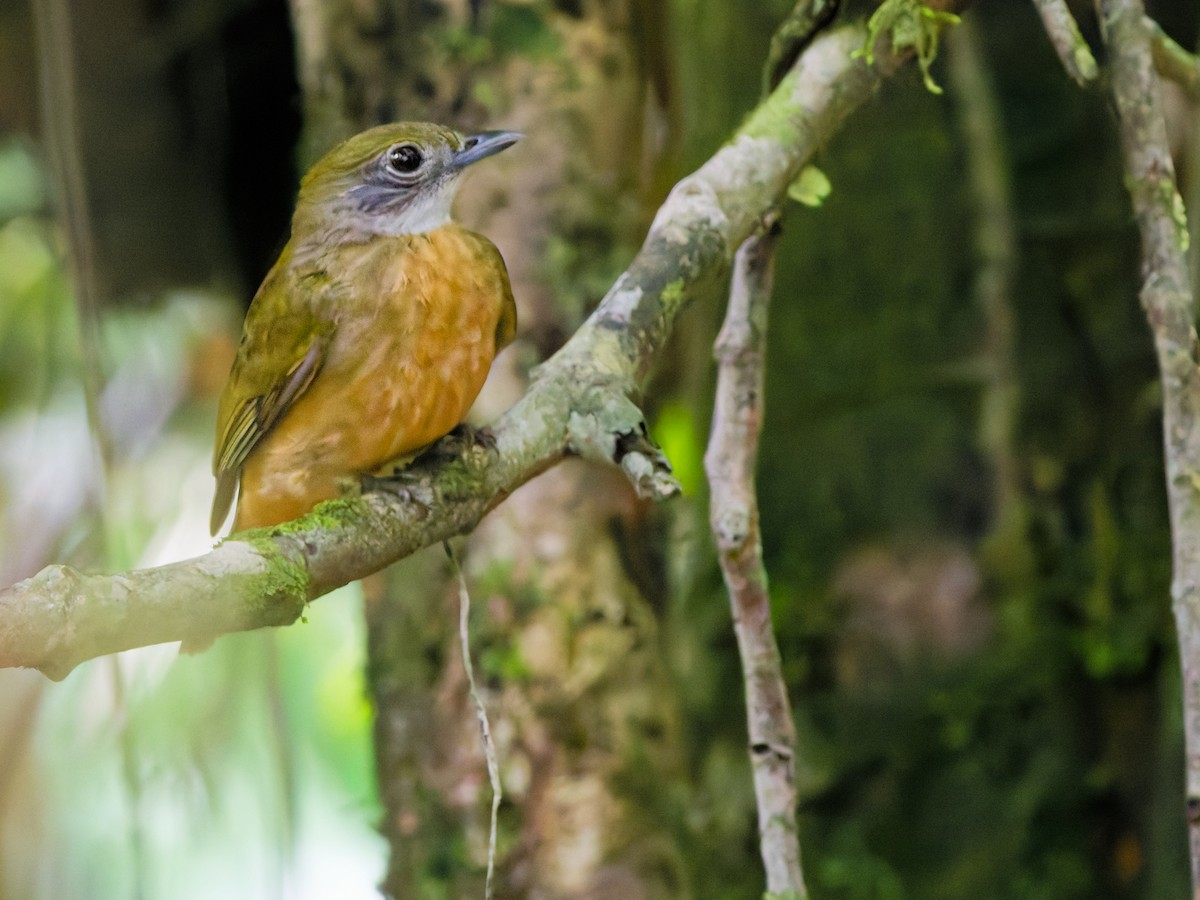 Orange-crowned Manakin - ML646591167