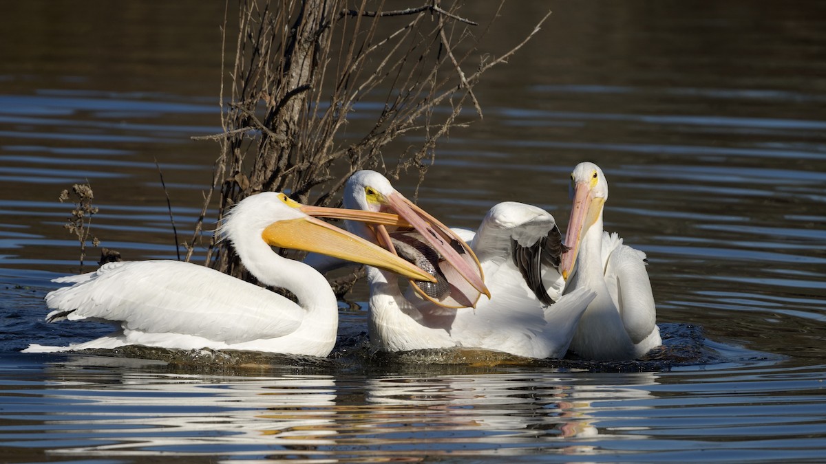 American White Pelican - ML646591168