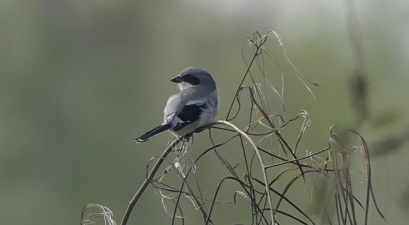 Loggerhead Shrike - ML646591169