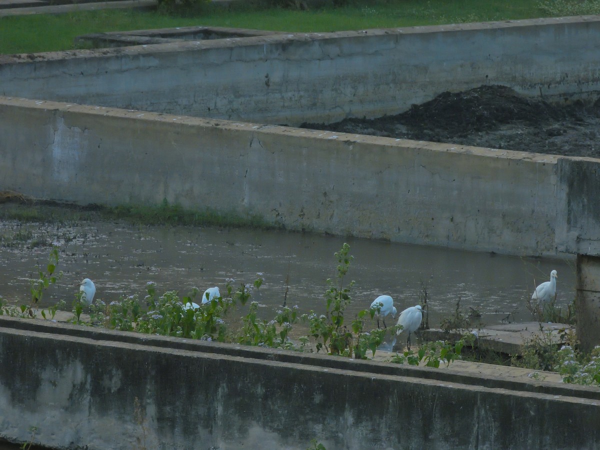 Héron de Coromandel - ML646591170