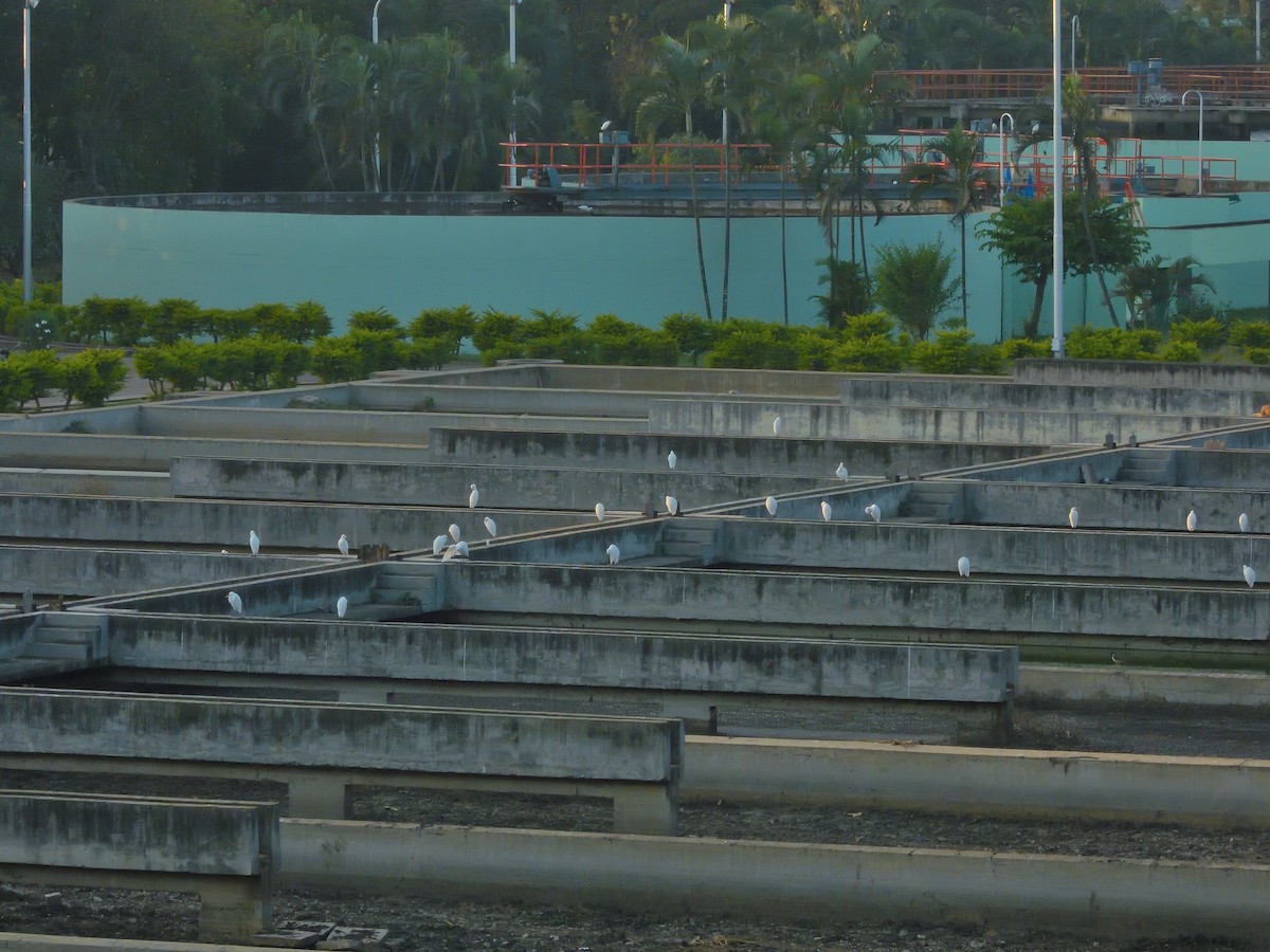 Héron de Coromandel - ML646591171