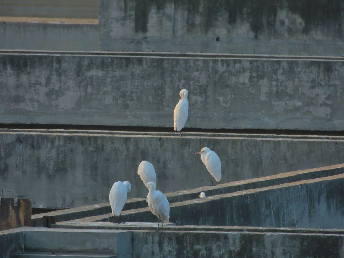 Héron de Coromandel - ML646591172