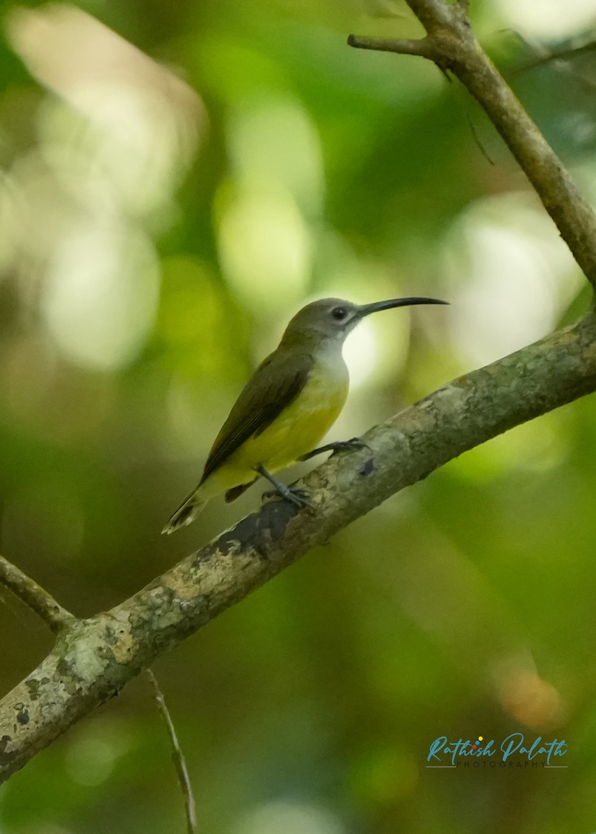 Little Spiderhunter - ML646591173
