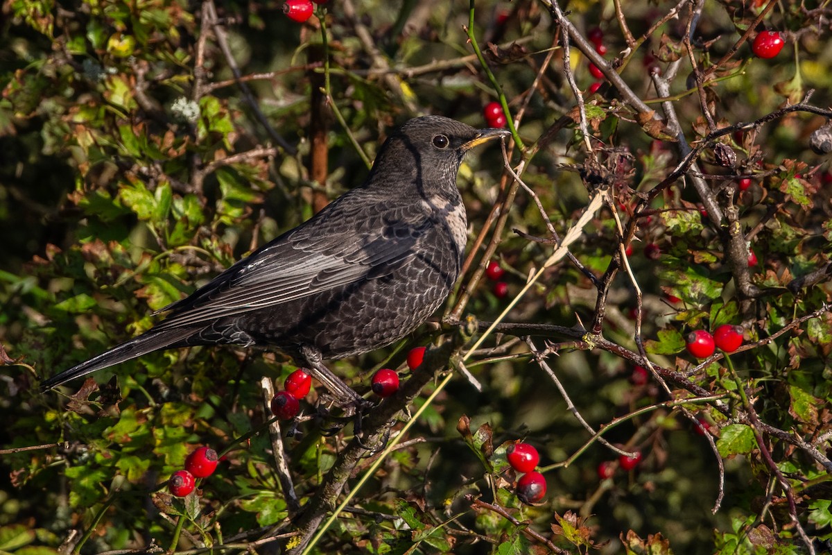 Ringdrossel - ML646591174