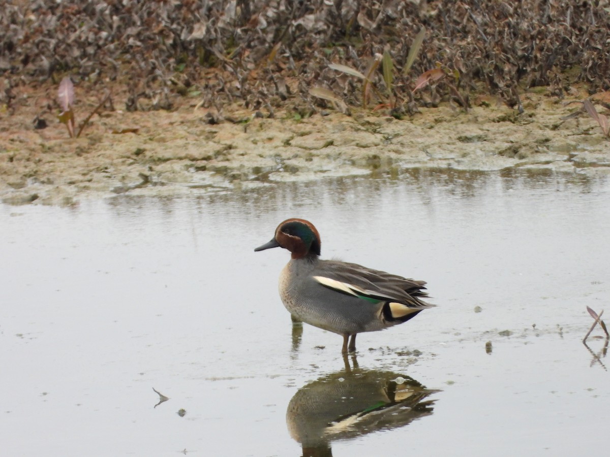 Green-winged Teal - ML646591181