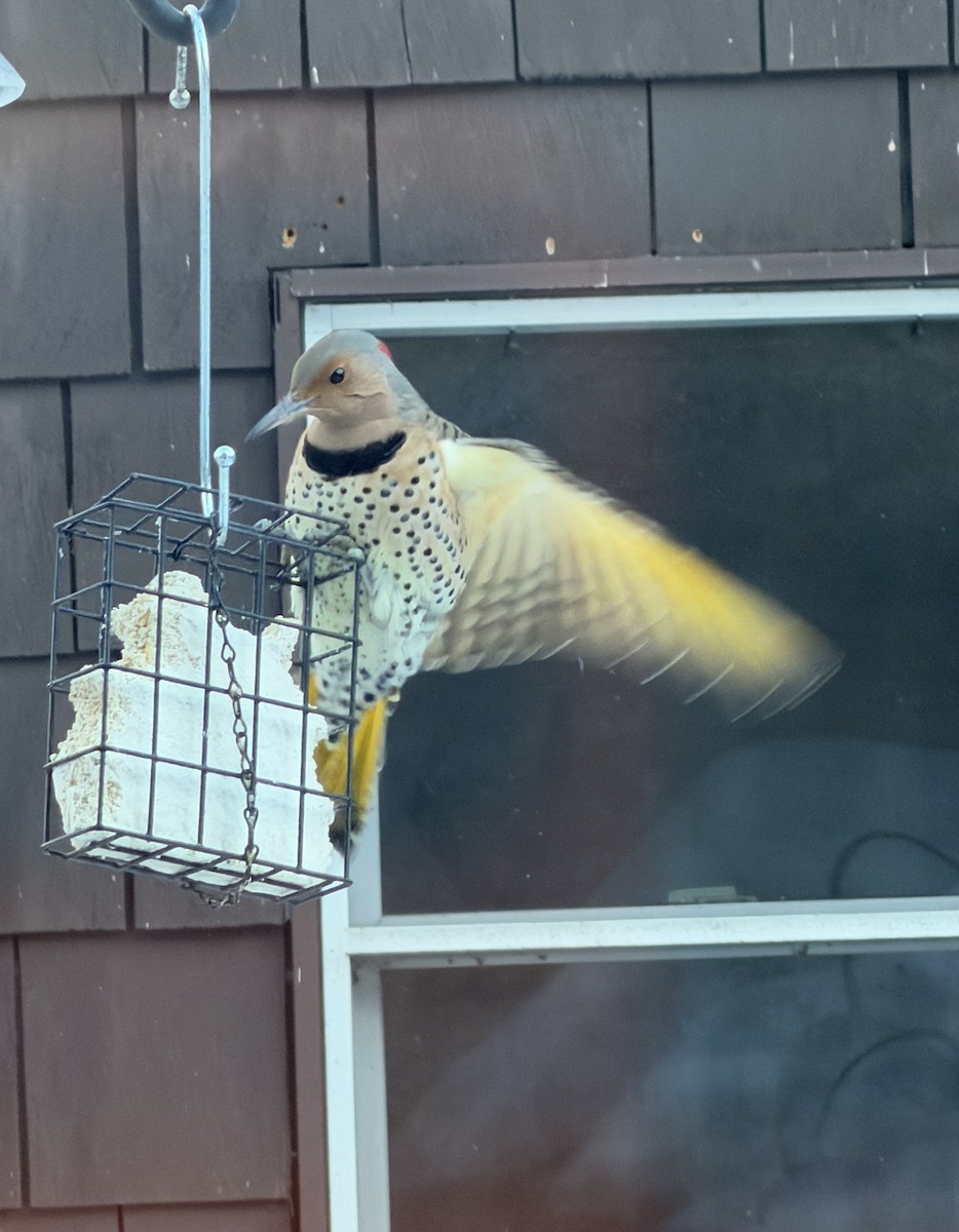 Northern Flicker - ML646591183