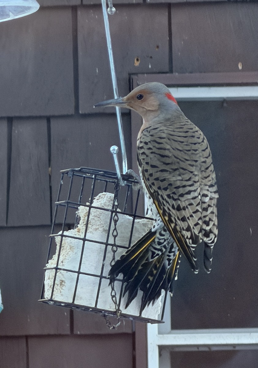 Northern Flicker - ML646591184