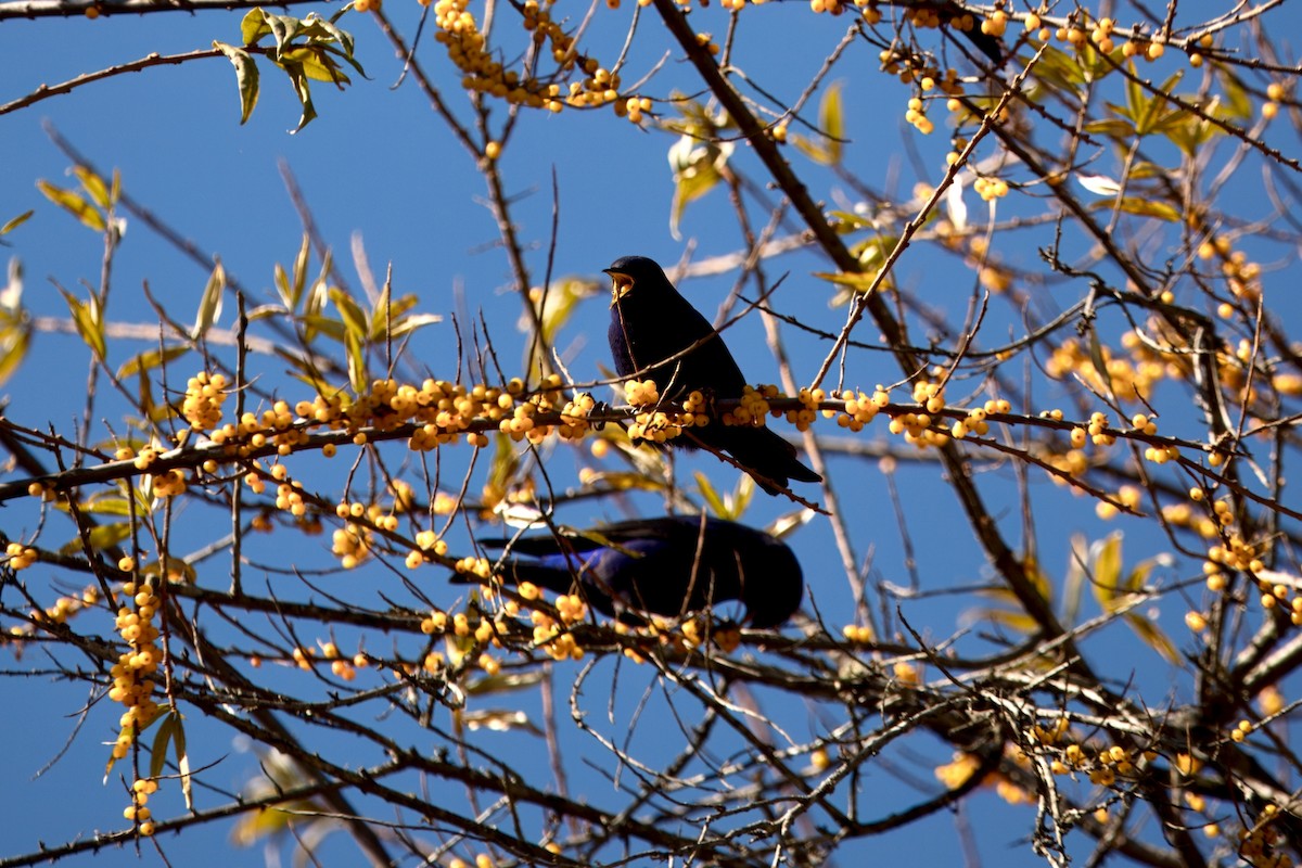 Grandala Bülbülü - ML646591187