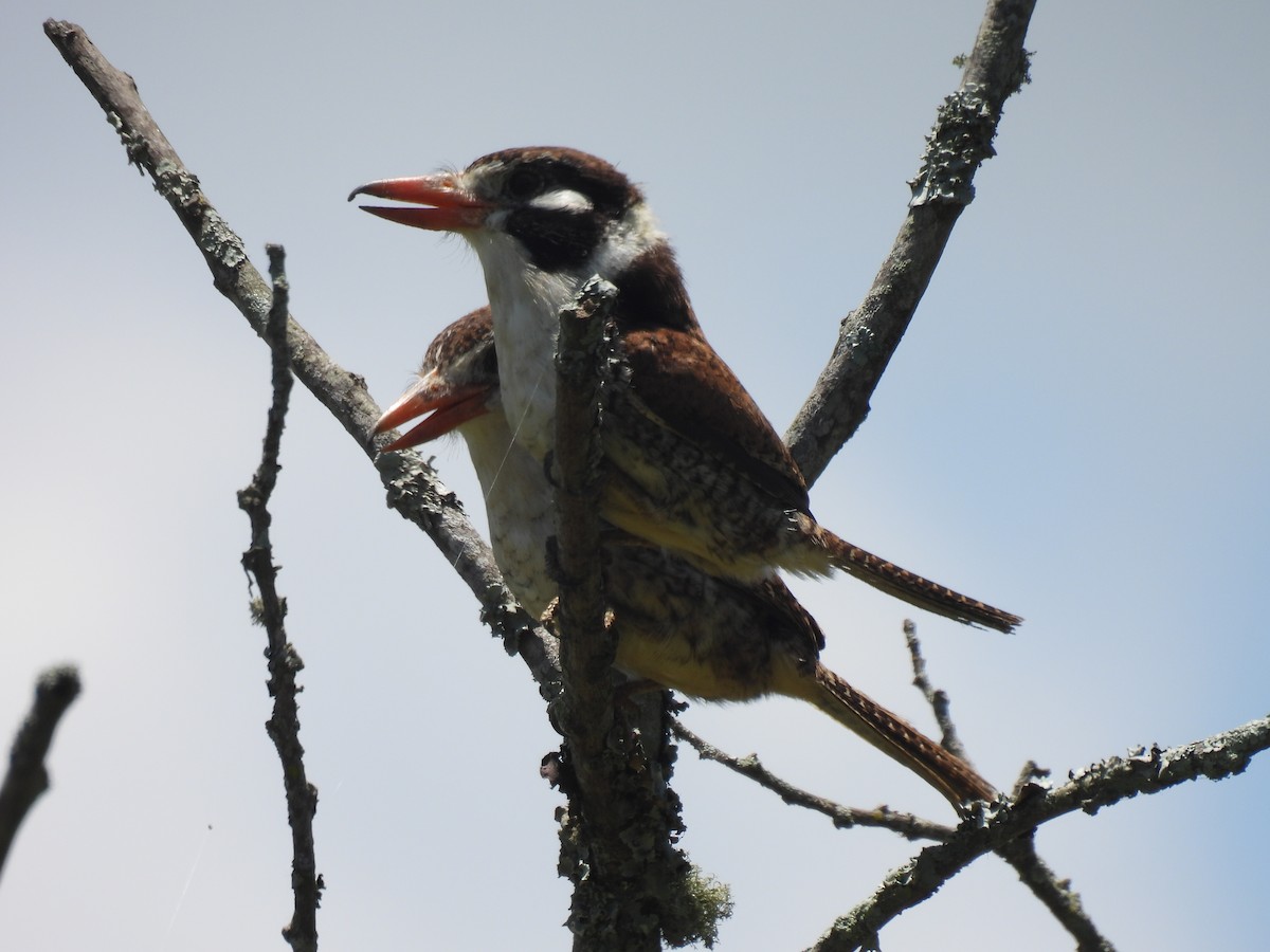 White-eared Puffbird - ML646591190