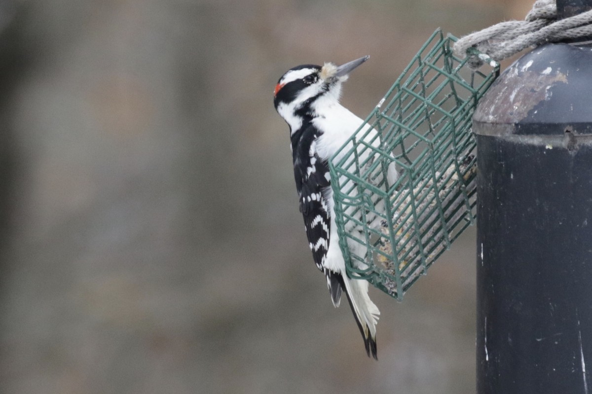 Hairy Woodpecker - ML646591195