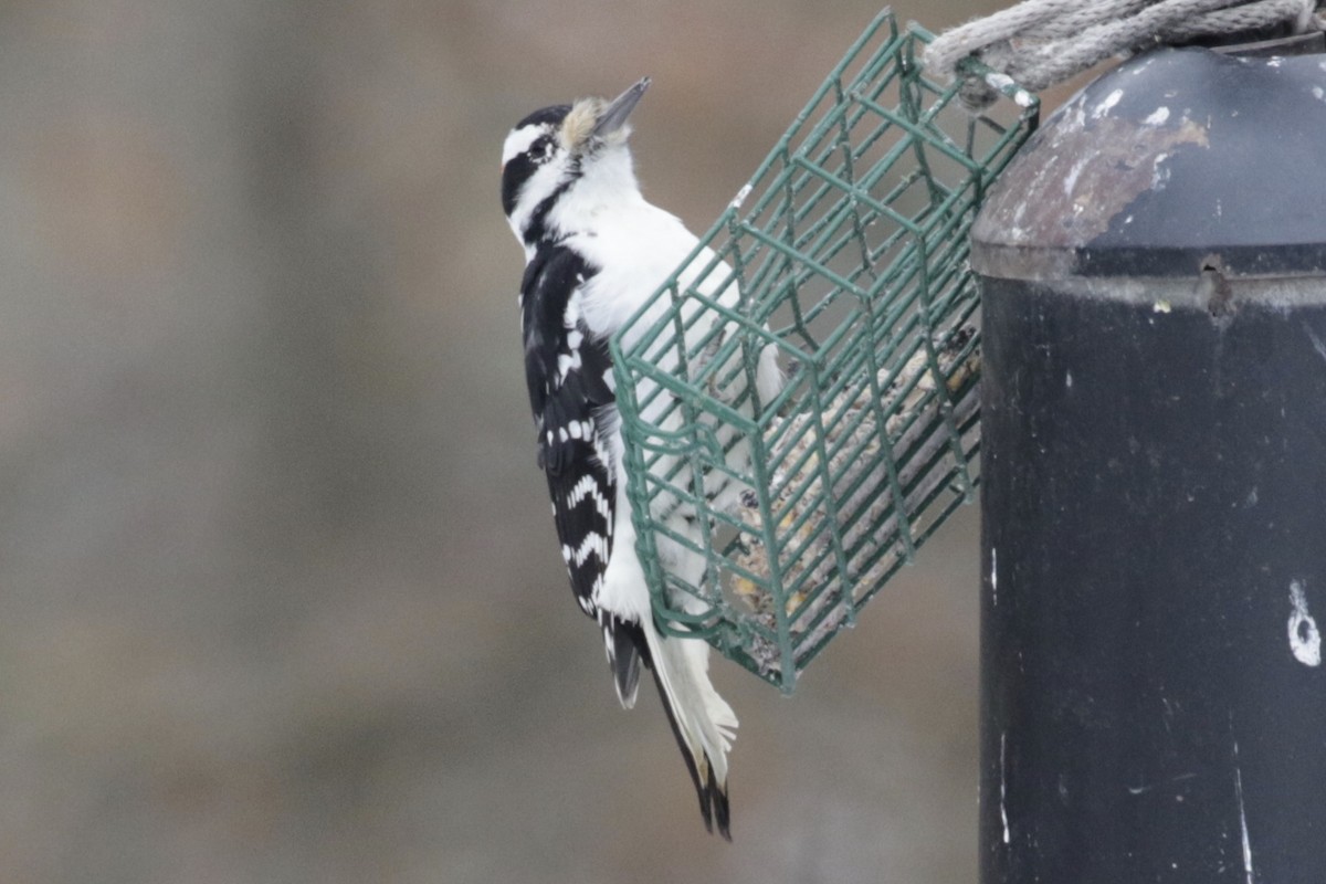 Hairy Woodpecker - ML646591196