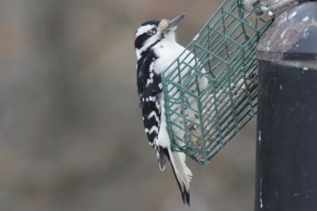 Hairy Woodpecker - ML646591197