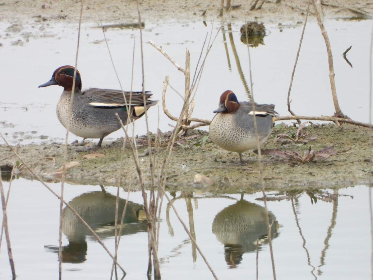 Green-winged Teal - ML646591198