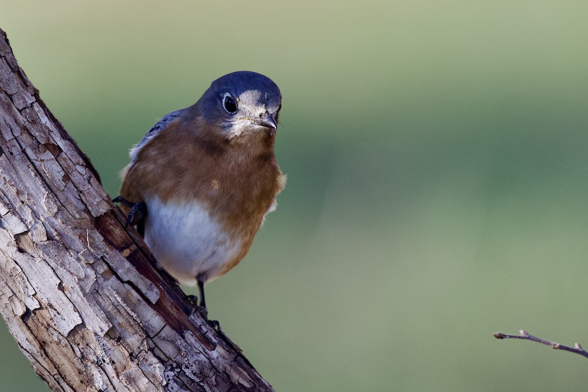 Eastern Bluebird - ML646591199