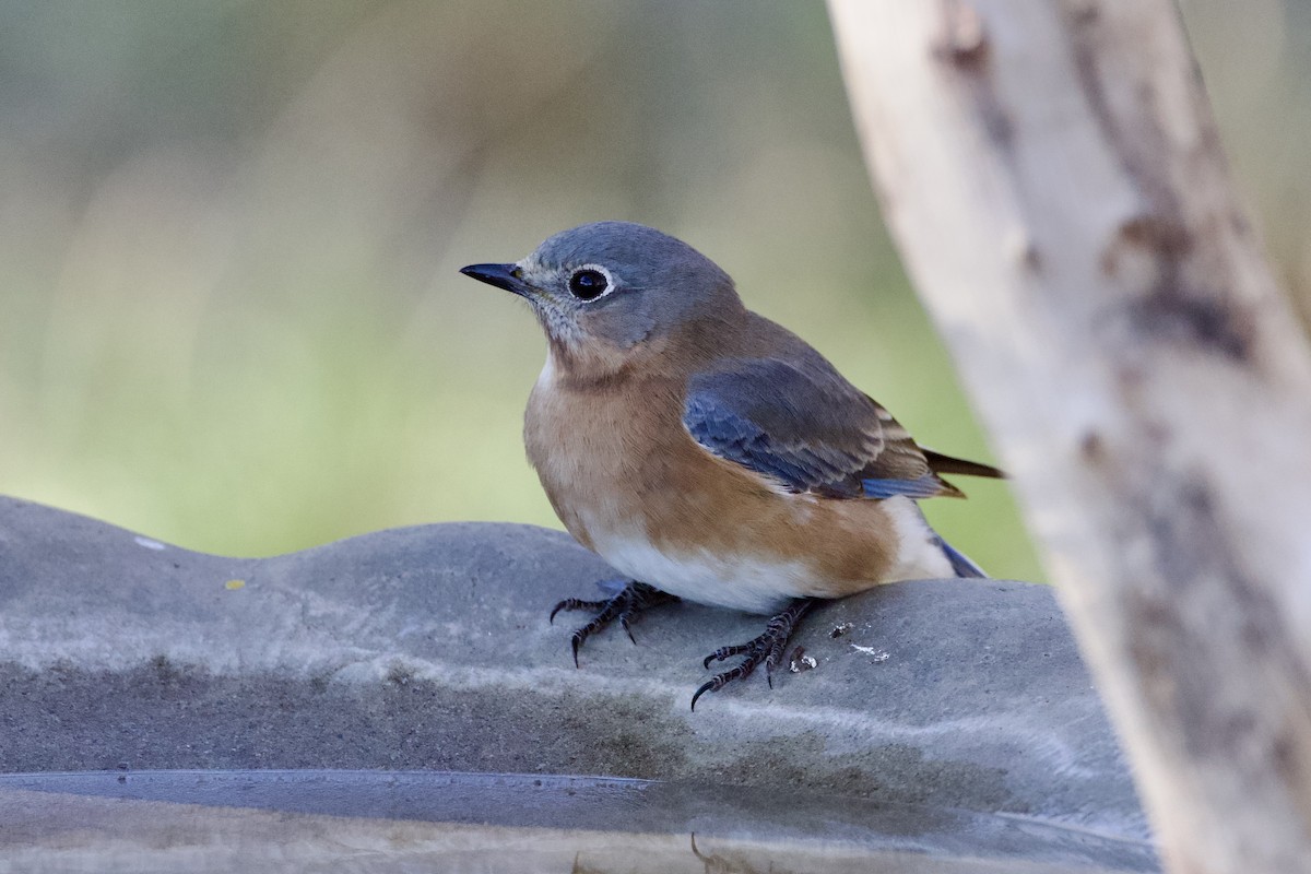 Azulejo Oriental - ML646591200